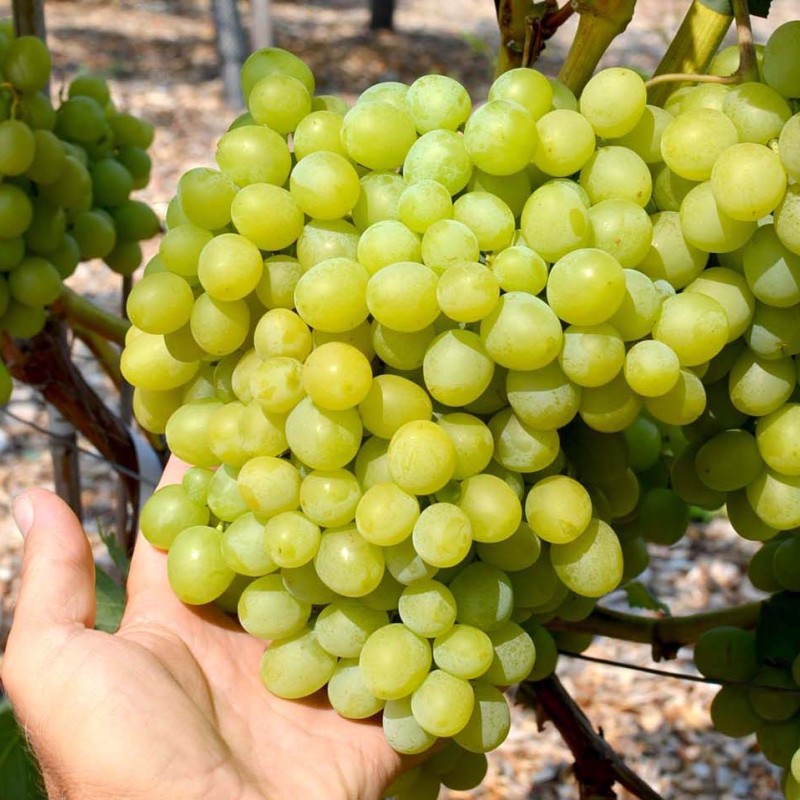 ARNI Table Grape Vine
