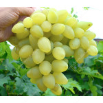 BAZENA Disease Resistant Table Grape Vine