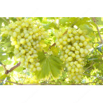 BOZHY DAR Disease Resistant Table Grape Vine