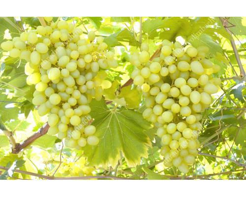 BOZHY DAR Disease Resistant Table Grape Vine