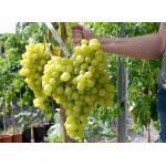 DOLGOZHDANY Disease Resistant Table Grape Vine