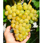 GALAKHAD Disease Resistant Table Grape Vine