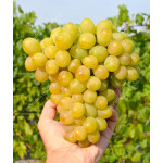 GALAKHAD Disease Resistant Table Grape Vine