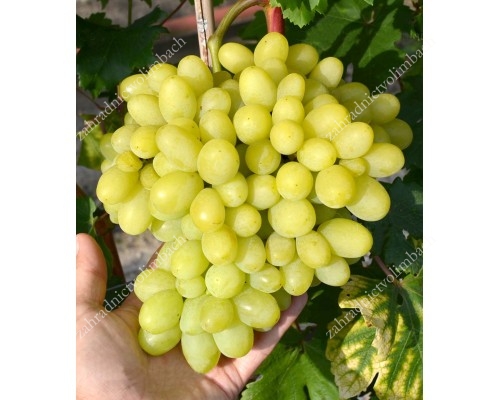 MILANA Disease Resistant Table Grape Vine
