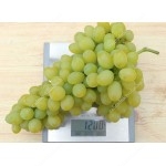 MONBLAN Disease Resistant Table Grape Vine