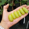 SICILIA pilzwiderständige Tafeltraube