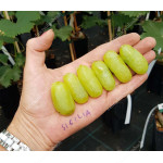 SICILIA Disease Resistant Table Grape Vine