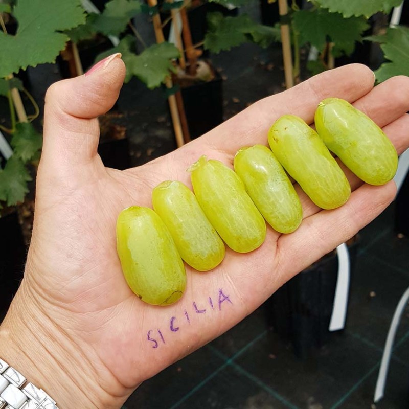SICILIA pilzwiderständige Tafeltraube