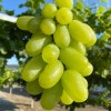 SICILIA pilzwiderständige Tafeltraube