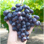 ALFA Disease Resistant Table Grape Vine