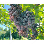 ALVIKA Disease Resistant Table Grape Vine