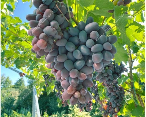 ALVIKA Disease Resistant Table Grape Vine