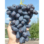 BAJKONUR Disease Resistant Table Grape Vine