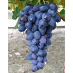 BARON Disease Resistant Table Grape Vine