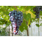 BARON Disease Resistant Table Grape Vine