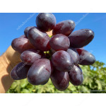 BOGATYR Disease Resistant Table Grape Vine