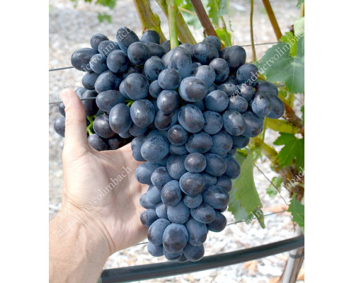 CHARLIE Disease Resistant Table Grape Vine