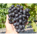 CHERNY KHRUSTAL Disease Resistant Table Grape Vine