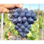 MATADOR Disease Resistant Table Grape Vine