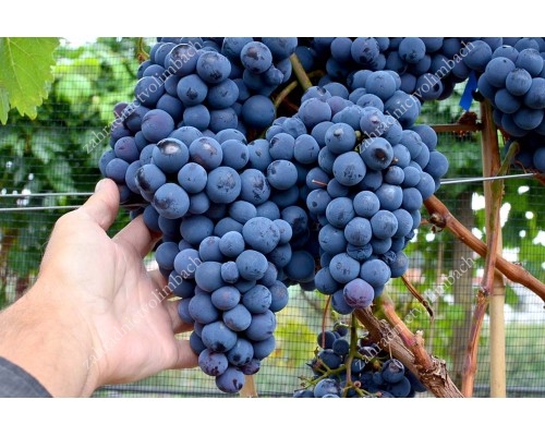 NADEZHDA AZOS Disease Resistant Table Grape Vine