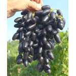 PAMYATI DZHENEYEVA Disease Resistant Table Grape Vine