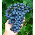 PREZENT Disease Resistant Table Grape Vine
