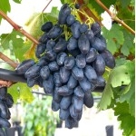 REMBO Disease Resistant Table Grape Vine