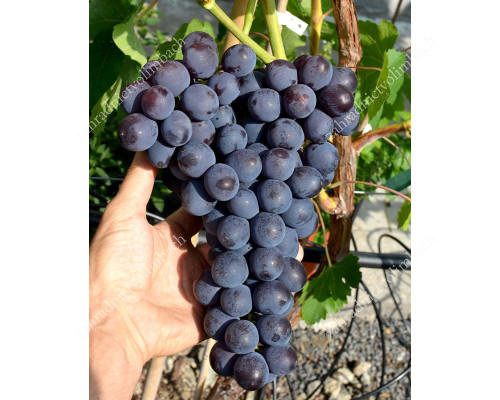 ROSHFOR Disease Resistant Table Grape Vine