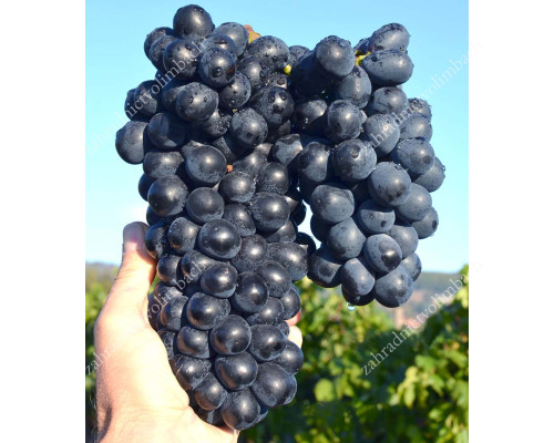 SHAKHTYOR Disease Resistant Table/Wine Grape Vine