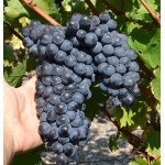 ZAVET Table/Wine Grape Vine