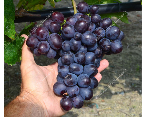 AJUTA Disease Resistant Table Grape Vine