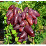 DUBOVSKI ROZOVY Disease Resistant Table Grape Vine