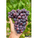 JOHNY Disease Resistant Table Grape Vine