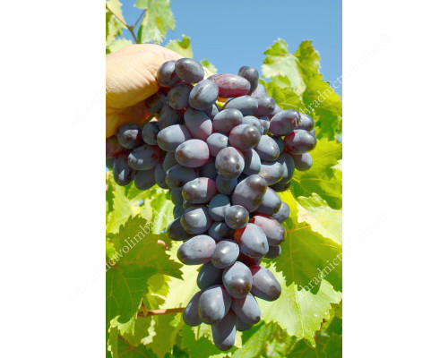 ETALON Disease Resistant Table Grape Vine