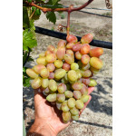 YUBILEY NOVOCHERKASK Table Grape Vine