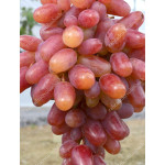 KLEOPATRA Disease Resistant Table Grape Vine
