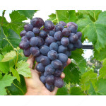 LORANO Disease Resistant Table Grape Vine