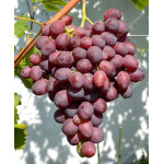 MARSELO Disease Resistant Table Grape Vine