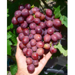 PAMYATI UCHITELYA Disease Resistant Table Grape Vine