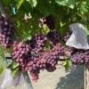PAMJATI UČITEĽA rezistentný stolový vinič