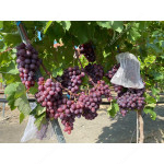PAMYATI UCHITELYA Disease Resistant Table Grape Vine