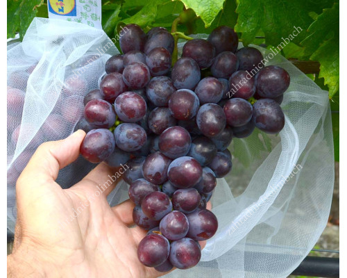 PODAROK NESVETAYA Disease Resistant Table Grape Vine