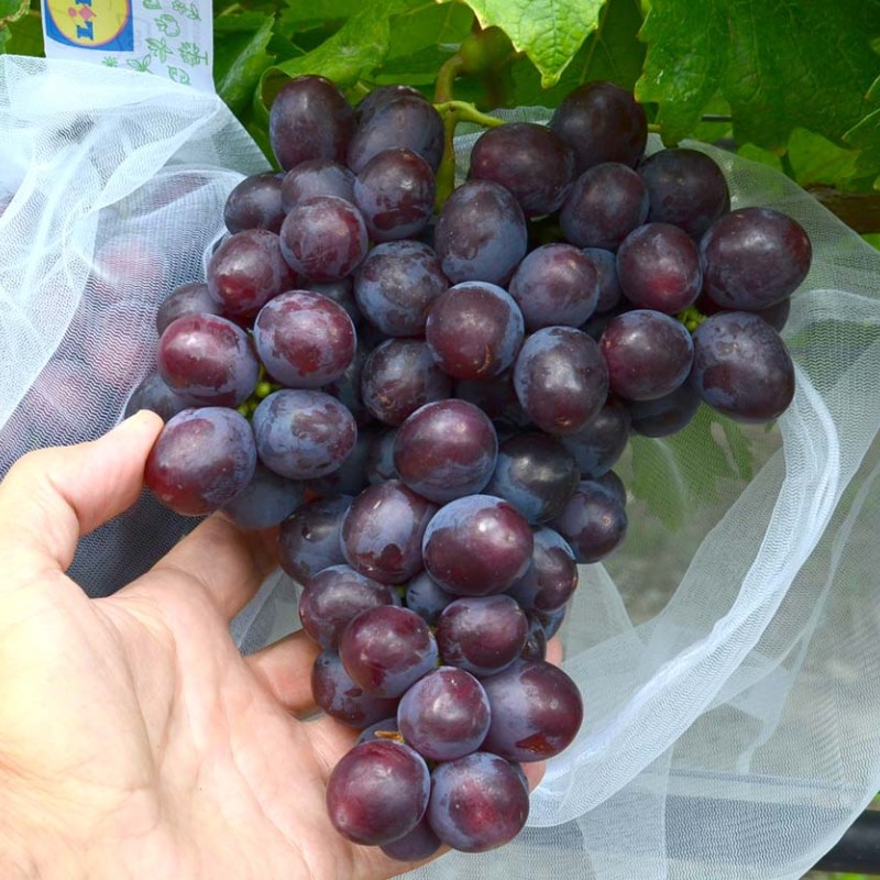PODAROK NESVETAJA rezistentný stolový vinič