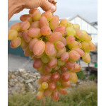 PREOBRAZHENIE Table Grape Vine