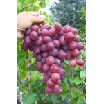 TALDUN Disease Resistant Table Grape Vine