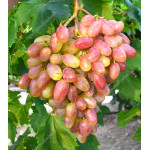 UCH TY Disease Resistant Table Grape Vine