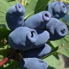 Zemolez (Lonicera caerulea) AURORA®