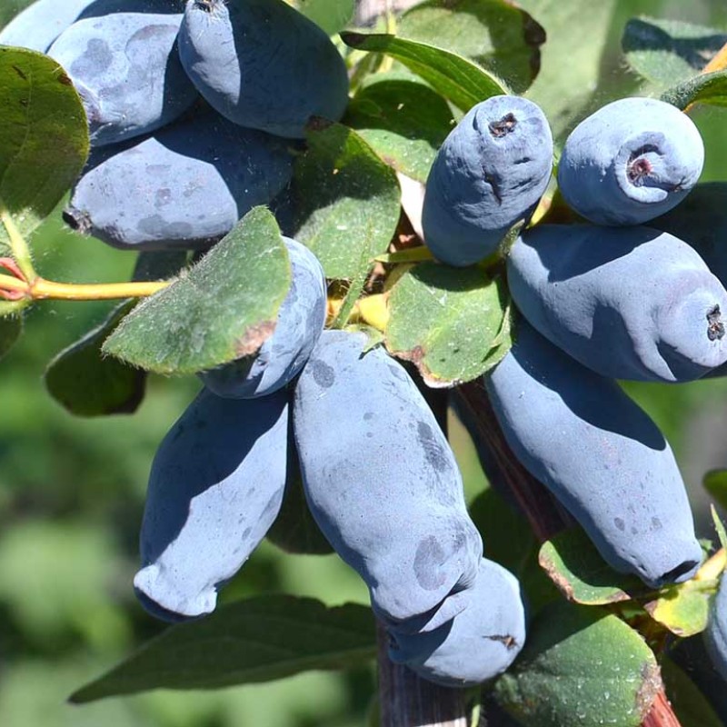 Zemolez (Lonicera caerulea) AURORA®