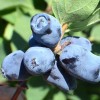 Zemolez (Lonicera caerulea) BOREALIS®