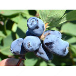 Blaubeere (Lonicera caerulea) BOREALIS®